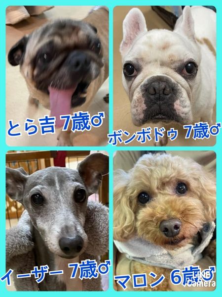 🐾今日の里親様募集中ワンコ🐶メンバーです🐾2022,3,12【保護犬カフェ天神橋店】